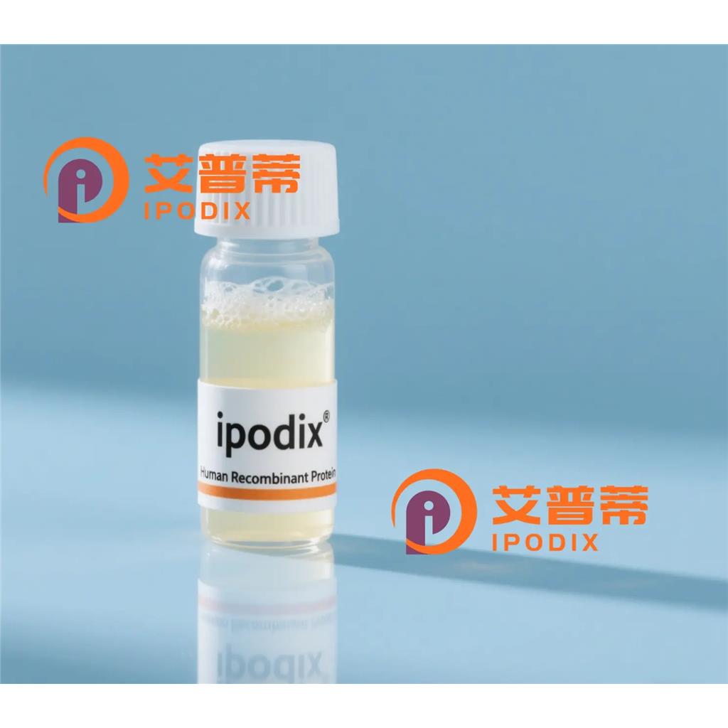 NFE2L3抗体,Rabbit Polyclonal NFE2L3 Antibody