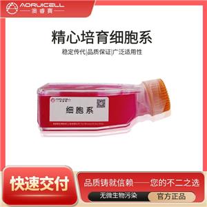Raji-LUC（人口腔鳞癌细胞-荧光素酶标记）