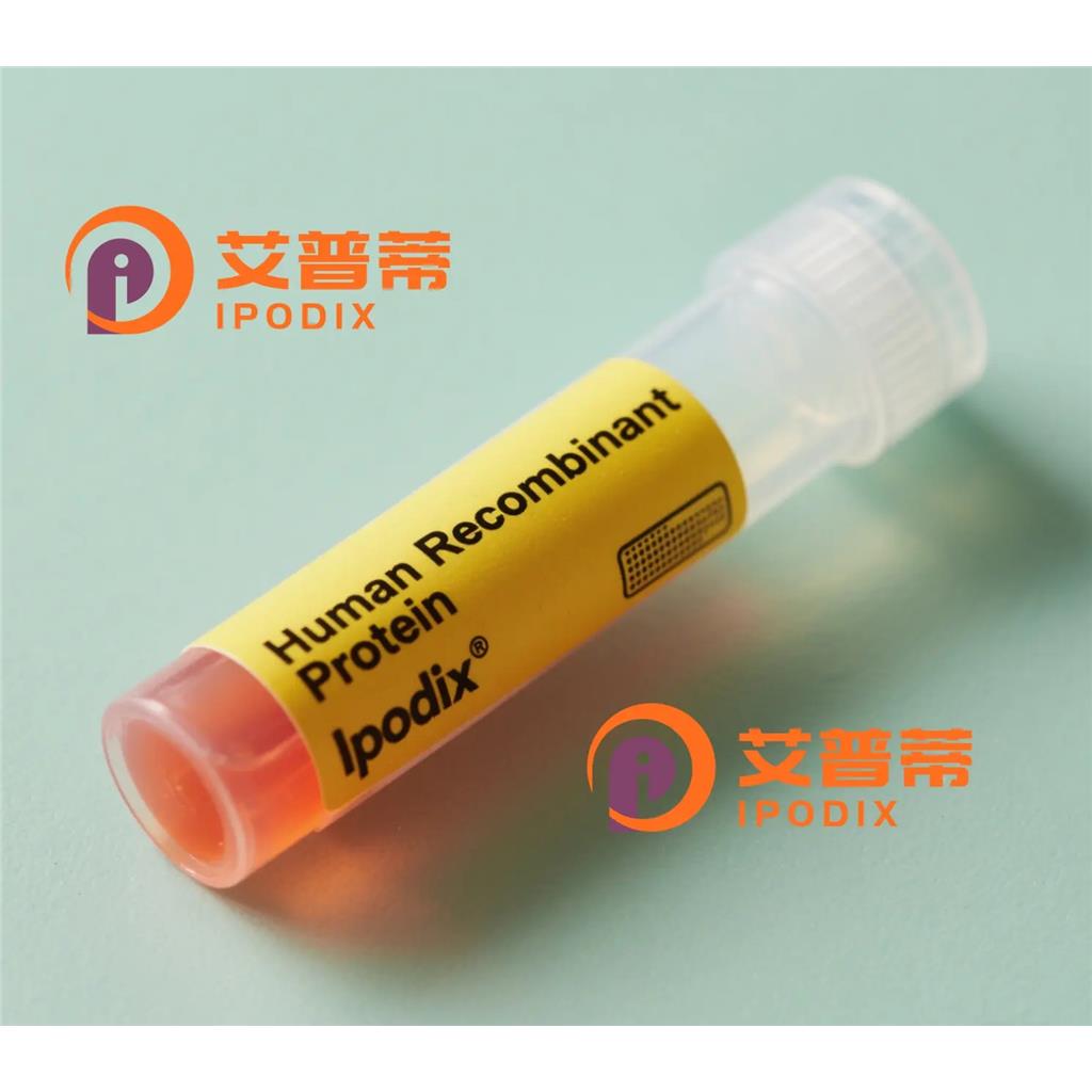 CRMP2抗體,Rabbit Monoclonal CRMP2 Antibody