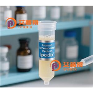 CollagenX抗体,Rabbit Monoclonal CollagenX Antibody