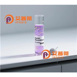 Dystrophin抗体,Rabbit Monoclonal Dystrophin Antibody