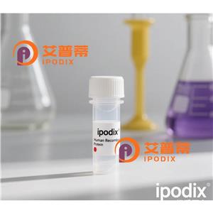 CRMP2抗體,Rabbit Monoclonal CRMP2 Antibody