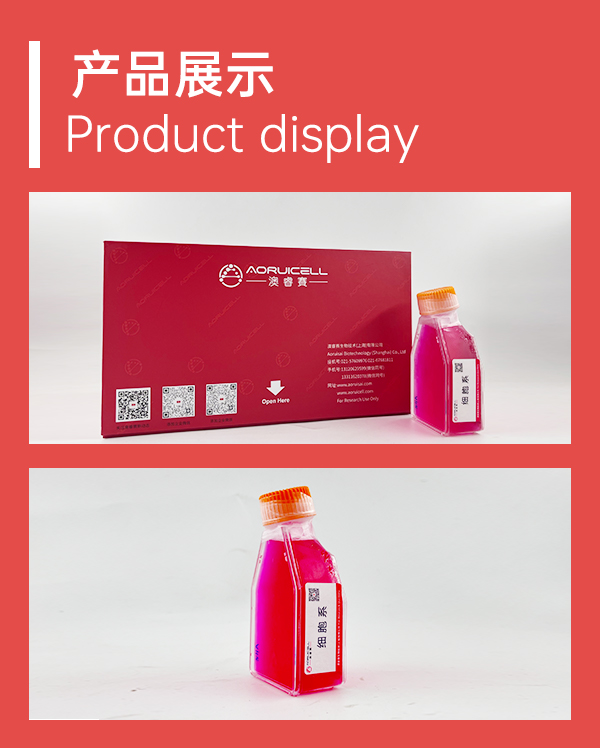 DIFI（人结直肠腺癌细胞）,DIFI