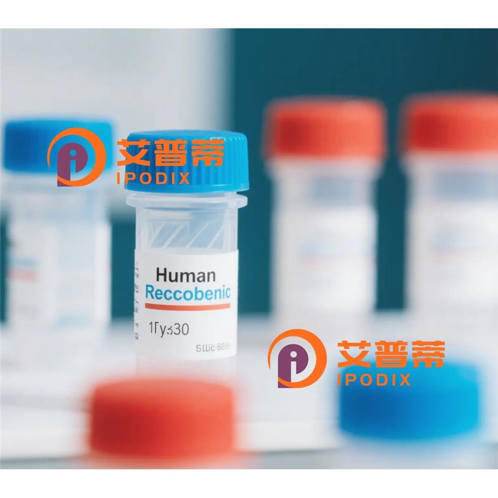 MYH7B抗体,Rabbit Monoclonal MYH7B Antibody