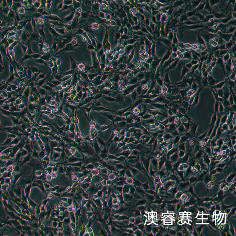 CTX TNA2（大鼠星形膠質(zhì)細(xì)胞）,CTX TNA2