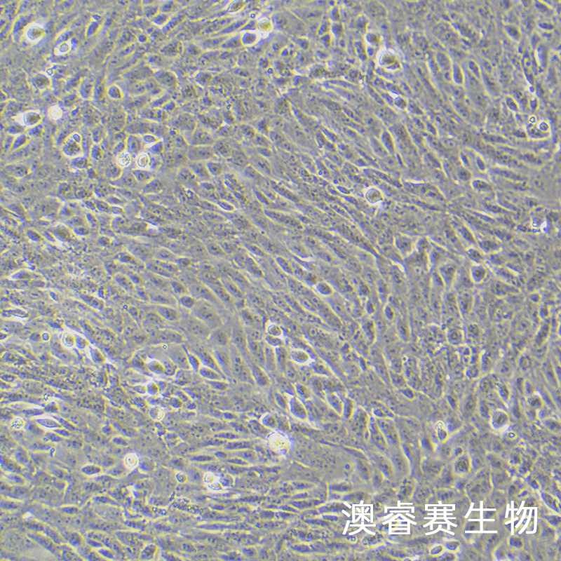 M-1（小鼠肾集合管细胞）,M-1