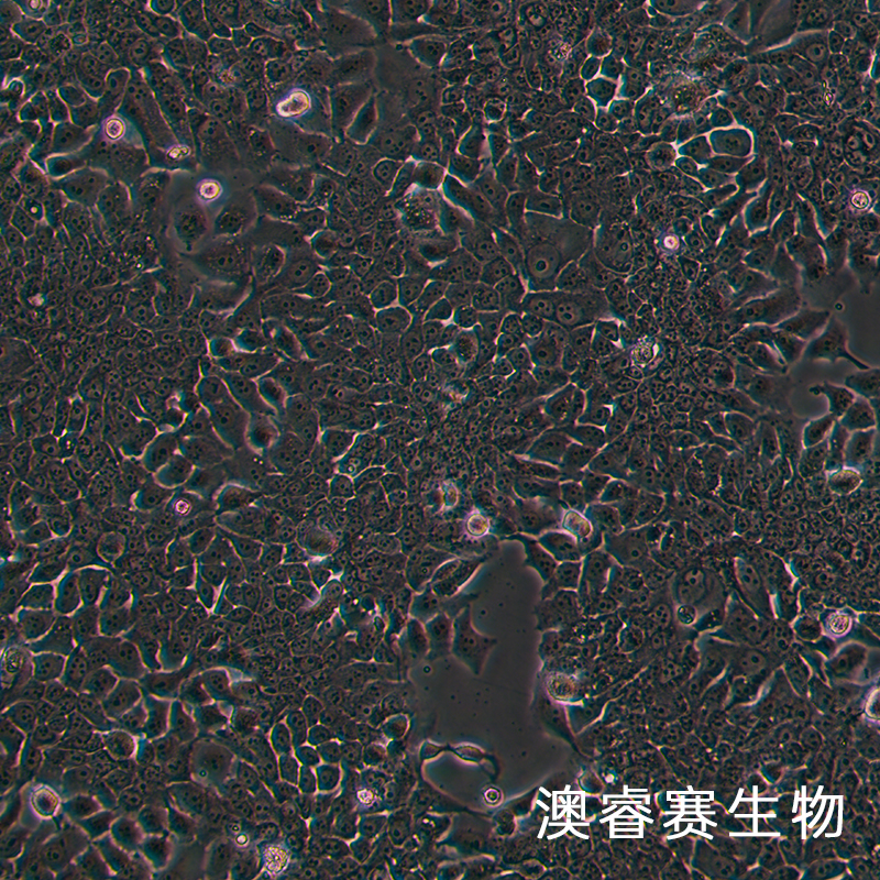 TE-10（人食管癌细胞）,TE-10