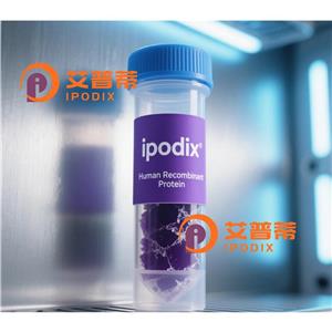 MAT2A抗体,Rabbit Monoclonal MAT2A Antibody