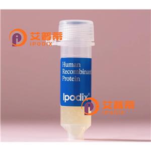 PER2抗體,Rabbit Monoclonal PER2 Antibody