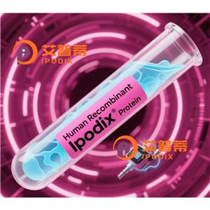 RAP1A+RAP1B抗体,Rabbit Monoclonal RAP1A+RAP1B Antibody