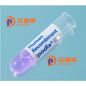 Arp2抗体,Rabbit Monoclonal Arp2 Antibody