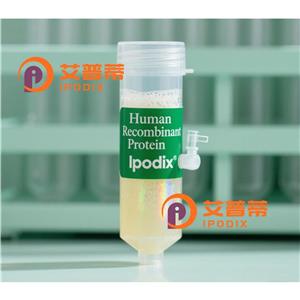 QK1抗体,Rabbit Monoclonal QK1 Antibody