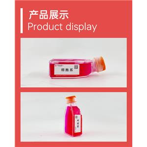 SUIT-2（人胰腺癌细胞）