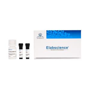 Elabscience 一步法TUNEL原位细胞凋亡检测试剂盒（绿色，FITC）-E-CK-A320
