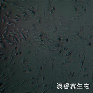 hEM15A（人永生化子宮異位內(nèi)膜上皮細(xì)胞）
