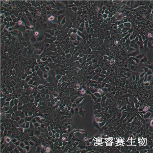 TE-10（人食管癌细胞）