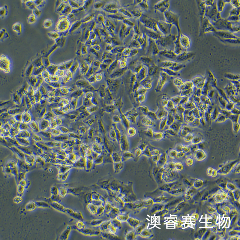 SUM159PT（人乳腺癌细胞）,SUM159PT