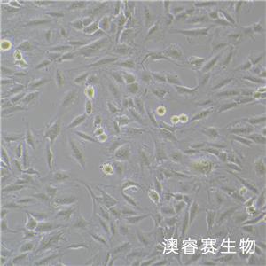 CFSC-8B（大鼠肝星形活細(xì)胞）,CFSC-8B