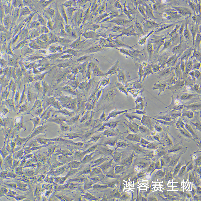 KGN（人卵巢颗粒细胞）,KGN