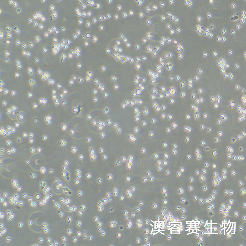 SNU-387（人肝癌细胞）,SNU-387