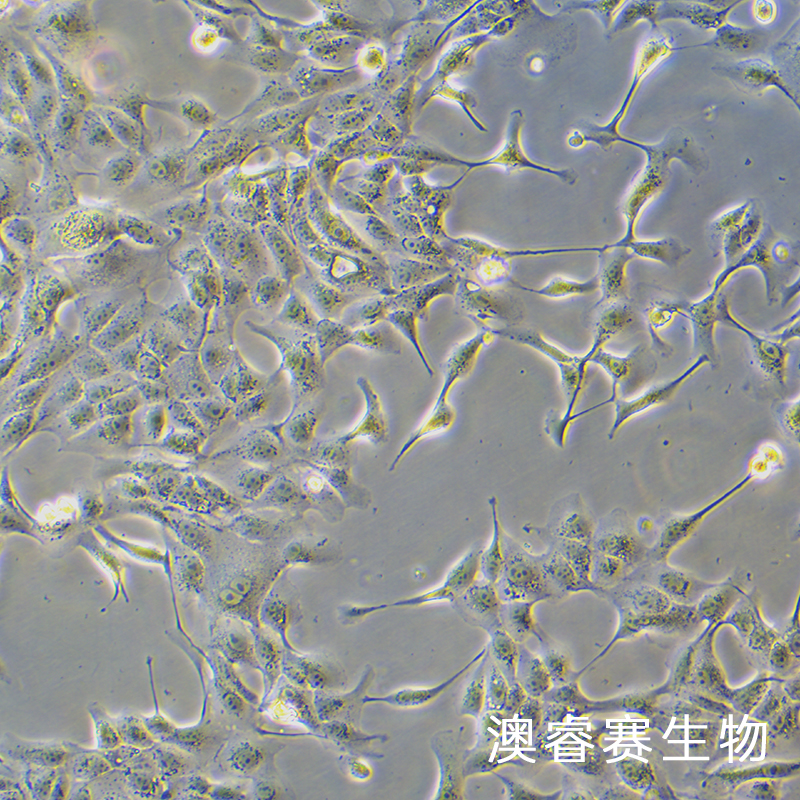 MDCK-II（犬肾细胞）,MDCK-II