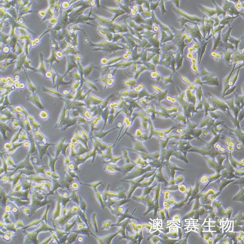 WRL68（人正常肝细胞）,WRL68