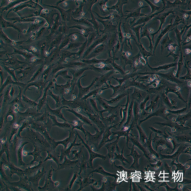 MA104（罗猴胎肾细胞）,MA104