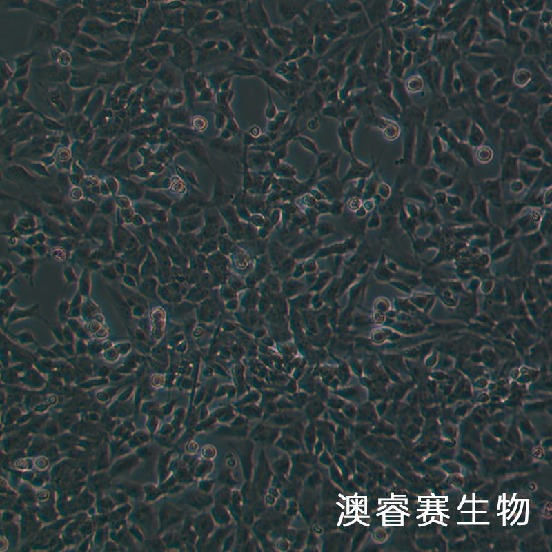 SH-SY5Y（人神经母细胞瘤细胞）,SH-SY5Y