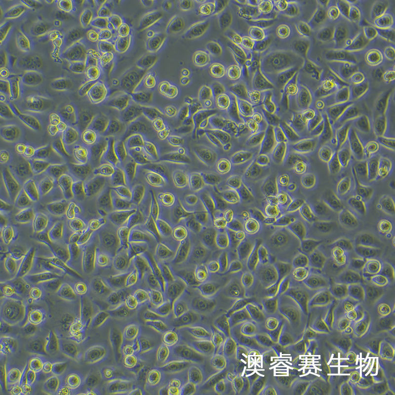 NCM460（人正常结肠上皮细胞系）,NCM460