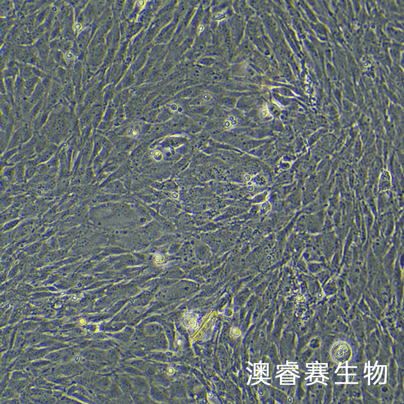 MC3T3-E1（小鼠胚胎成骨细胞前体细胞）,MC3T3-E1