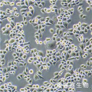 SCL-1（人皮膚鱗狀細(xì)胞癌細(xì)胞）