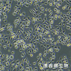 HEEC（人正常食管上皮細(xì)胞）