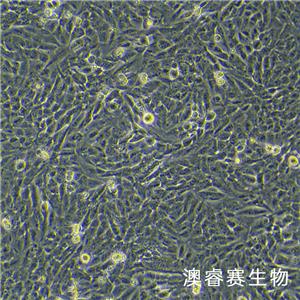 THLE-2（人正常肝细胞）