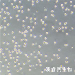 Mono Mac 6（人急性單核細(xì)胞白血病細(xì)胞）
