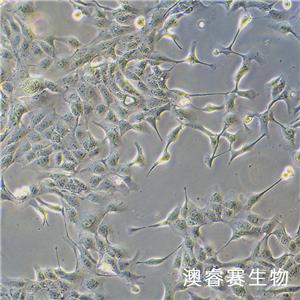 MDCK-II（犬肾细胞）,MDCK-II