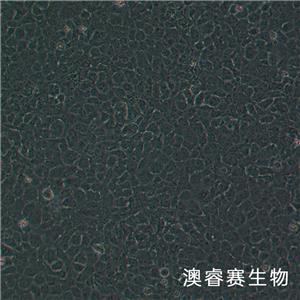 SRA01/04（人晶體上皮細(xì)胞永生系）