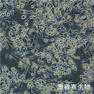 LA795（小鼠肺腺癌細(xì)胞）