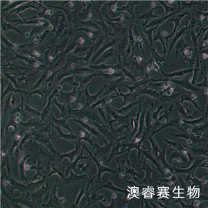 MA104（羅猴胎腎細(xì)胞）