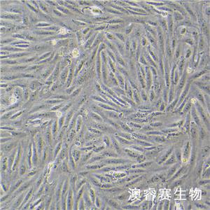 MA104（罗猴胎肾细胞）,MA104