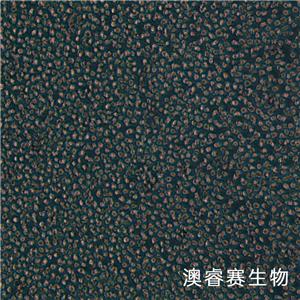 OCI-AML3（人急性髓细胞性白血病细胞系）