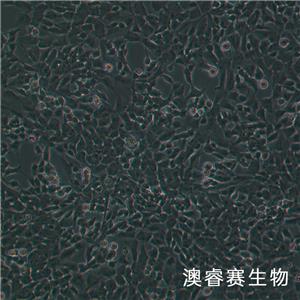 SH-SY5Y（人神经母细胞瘤细胞）,SH-SY5Y