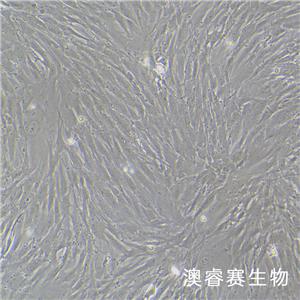 HPNE（人胰腺导管细胞）