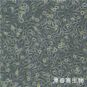 NCM460（人正常结肠上皮细胞系）,NCM460