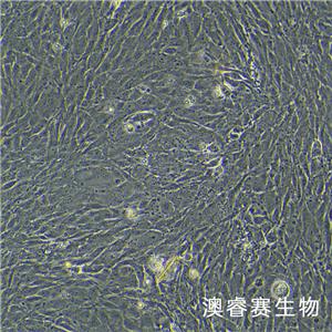 MC3T3-E1（小鼠胚胎成骨细胞前体细胞）,MC3T3-E1