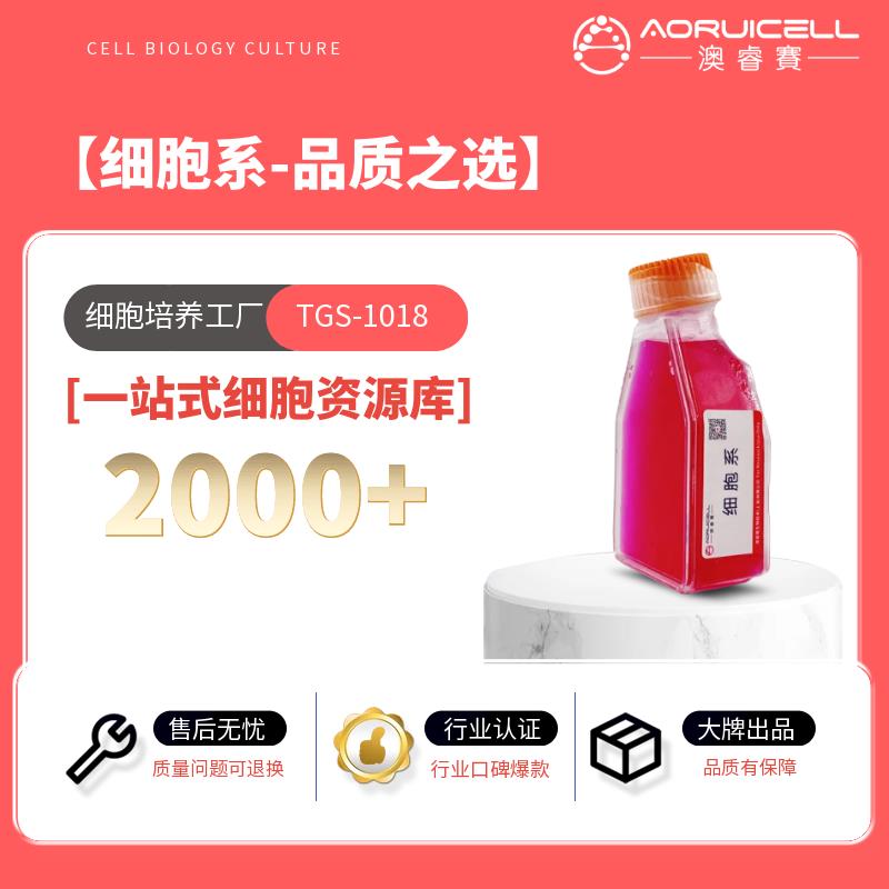 MC38-luc（小鼠结肠癌细胞-luc）,MC38-luc