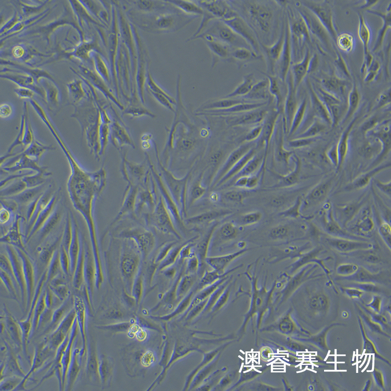 MAEC（小鼠主动脉内皮细胞）,MAEC