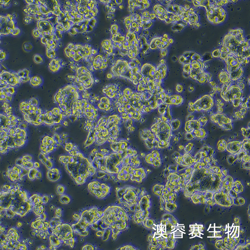 LS513（人结直肠癌细胞）,LS513