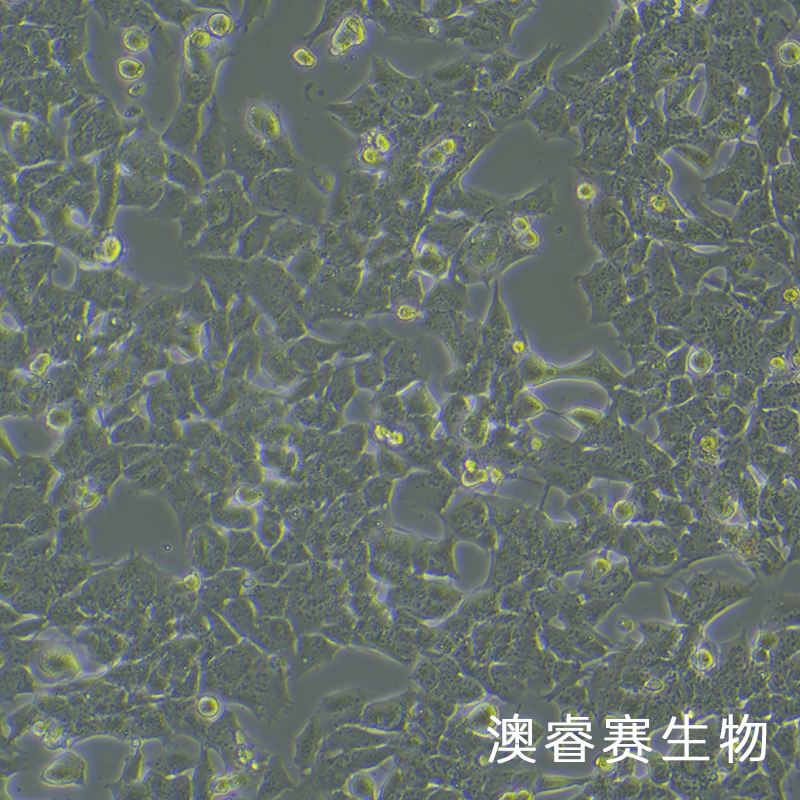 GL261-LUC（小鼠胶质瘤细胞带荧光素酶）,GL261-LUC