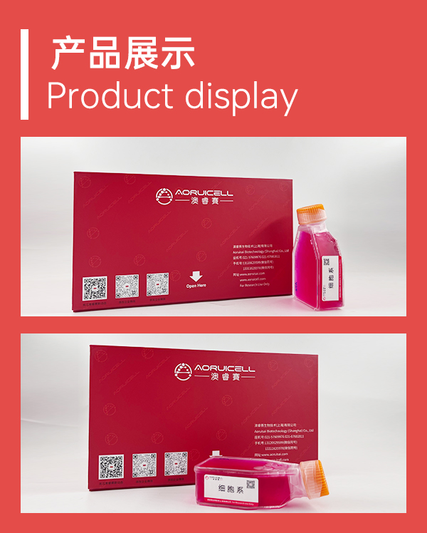 MDA-kb2（人正常乳腺細(xì)胞）,MDA-kb2