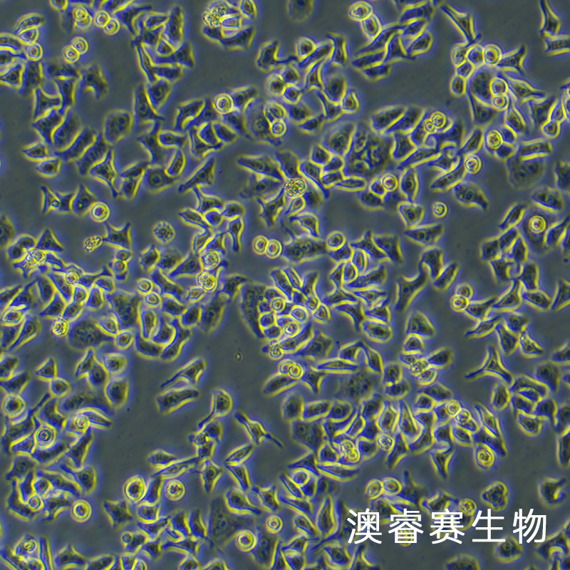 HCCLM3（高转移人肝癌细胞）,HCCLM3